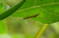 Metacanthus meridionalis